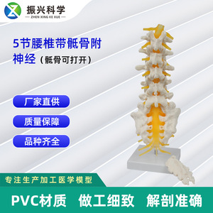 Modelo de enseñanza ortopédica de 5 segmentos de la zona lumbar vertebral, sacro y nervio accesorio II abierto, venta al por mayor del fabricante. - Product Image 5