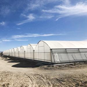 Kits de serre du fabricant Cadre en acier monocouche à faible coût avec film anti-goutte <span class=keywords><strong>pour</strong></span> la culture de fruits de petite à grande taille - Product Image 4