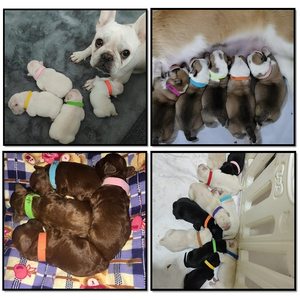 KingHon Amanzon Venta caliente 12/15 colores ajustable identificar banda para mascotas cachorro <span class=keywords><strong>Id</strong></span> <span class=keywords><strong>Collar</strong></span> ajustable poliéster gato <span class=keywords><strong>collar</strong></span> - Product Image 6