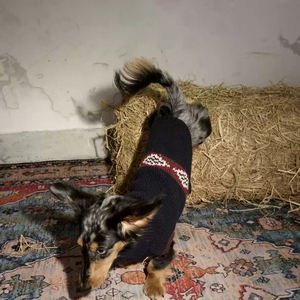 शैली के लिए पालतू कोट अद्वितीय डिजाइन व्यक्तिगत कुत्ते कोट को अनुकूलित करें - Product Image 5