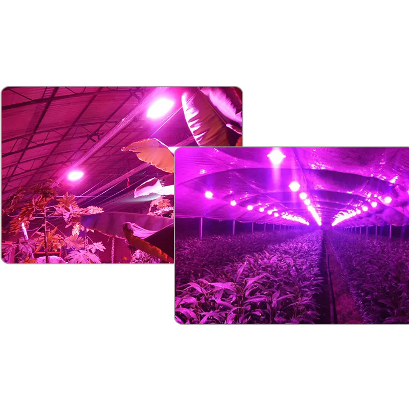 LED COB Chip 10W 20W 30W 50W 100W telaio quadrato in rame ad alta potenza pieno spettro (380nm - 840nm) lampade per LED Grow Light