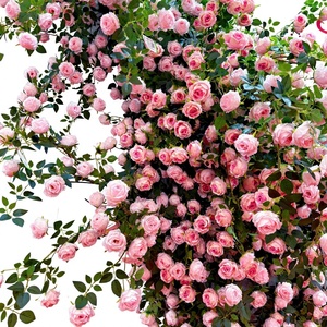 <span class=keywords><strong>Guirnalda</strong></span> <span class=keywords><strong>de</strong></span> Rosas Artificiales <span class=keywords><strong>de</strong></span> Plástico, 175 cm, Decoración para Techo, Cubre Ductos <span class=keywords><strong>de</strong></span> Aire Acondicionado, Balcón, Multiusos - Product Image 1