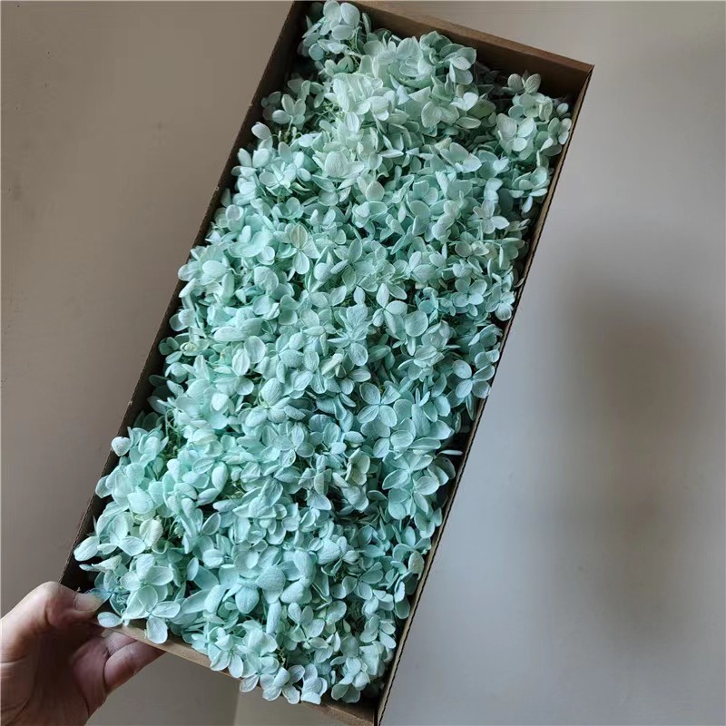 Menta