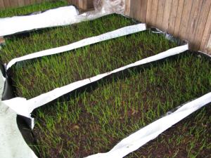 Losas de Turba Prensada para Paisajismo - Product Image 5