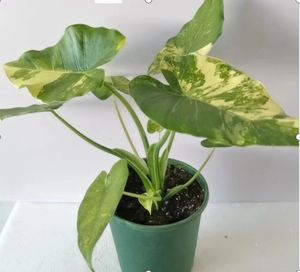 Крючок для суккулентного растения Colocasia gigantea (Blume) - Product Image 1