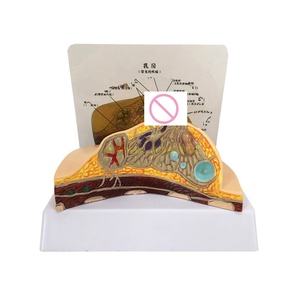 Modelo Anatómico de Seno Femenino en Sección Transversal, Simulador de Glándula Mamaria en Lesión de Descanso para Enseñanza de Patología - Product Image 2