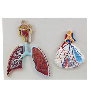 Insan solunum sistemi modeli büyütülmüş alveolus akciğer modeli - Product Image 6