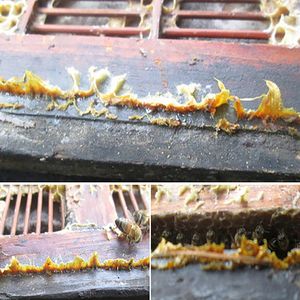 Propoli en vrac (Grezzo) Bulgaro organique doux non raffiné vert <span class=keywords><strong>prix</strong></span> matériel abeille <span class=keywords><strong>propolis</strong></span> crue - Product Image 5