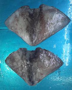 <span class=keywords><strong>ปีก</strong></span><span class=keywords><strong>ปลาหมึก</strong></span><span class=keywords><strong>ยักษ์</strong></span>แช่แข็งผิวสะอาดทั้งตัว - Product Image 1