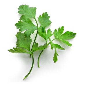 hot selling product at factory price parsley seed essential oil