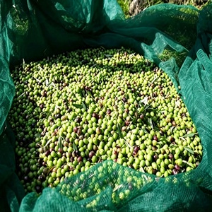 Rete di Raccolta per Frutta da Frutteto, Copertura a Rete per Terreno Agricolo, Portatile, Pieghevole, Resistente ai Raggi UV, in HDPE, per la Raccolta delle Olive - Product Image 3
