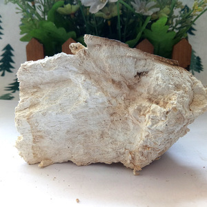 เชื้อราป่าทั้งต้นปรสิต fomitopsis officinalis - Product Image 4