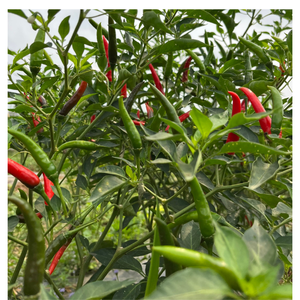 Produit agricole vietnamien frais Chili de haute qualité épices simples herbes emballage personnalisé ingrédients de boisson d'aliments crus - Product Image 2