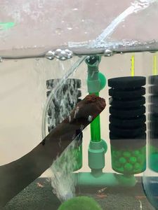 <span class=keywords><strong>Filtre</strong></span> à éponge bio silencieux QANVEE à double tête |   <span class=keywords><strong>Filtre</strong></span> pour aquarium de poissons rouges et crevettes <span class=keywords><strong>Betta</strong></span> QS-100/100A/200/200A - Product Image 6