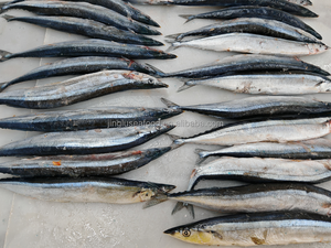Saury del Pacifico Congelato Intero IQF di Alta Qualità, Frutti di Mare Freschi all'Ingrosso per Importatori e Distributori - Product Image 2