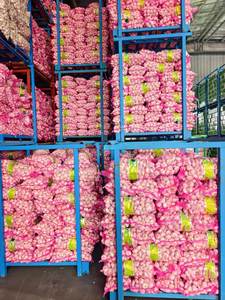 Nueva cosecha de ajo blanco puro fresco y ajo blanco normal, precio de ajo al por mayor más bajo, Alho Ail Ajo - Product Image 6