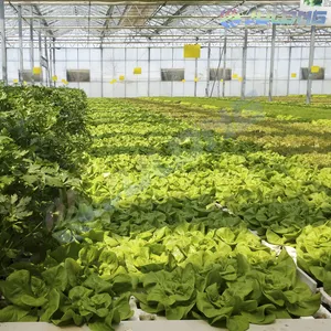 Glasplatte Aeroponik vertikale Landwirtschaft hydro po nischer Salat Anbau-System Gewächshaus mit NFT und DWC-System