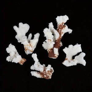 Pierre de Coralline CrystalHola en Gros, Spécimen de Pierre Cristalline en Forme de Fleur 3-15cm, Tendance Mode pour Souvenirs Feng Shui et Cadeaux de Remise de Diplôme - Product Image 4