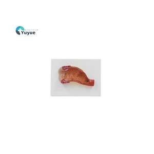 المستقيم البشري والقناة الشرجية نموذج تشريحي للتعليم الطبي والمعدات التعليمية البحثية - Product Image 1