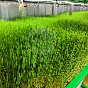ORME Conteneur Automatisé Hydroponique pour la Germination de l'Orge Verte, la Production de Pousses de Haricot et la Production de Fourrage <span class=keywords><strong>Vert</strong></span>, Chambre d'Élevage d'Orge - Product Image 5