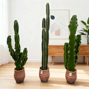 Ornements de décoration de fenêtre pour intérieur, grandes plantes, boule de pilier immortelle du Moyen-Orient, en matériau PU, <span class=keywords><strong>herbe</strong></span> artificielle, cactus - Product Image 1