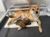 Großer Hundezwinger für Innen/Außen Robuster Metall-Hundekäfig Großer Auslauf