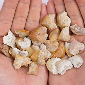 Cá Mập biển sâu Bí Ẩn (địa phương được gọi là cá mập quạ)-Loài cá cảnh phong thủy độc đáo được làm thủ công từ pha lê - Product Image 6