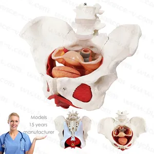 Lifesize y tế giải phẫu nữ mô hình xương chậu với các cơ quan có thể tháo rời phụ nữ tử cung âm đạo buồng trứng bàng quang hiển thị mô hình