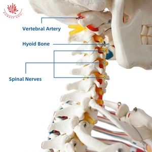 Modelo de <span class=keywords><strong>Esqueleto</strong></span> Humano FRT002-2, <span class=keywords><strong>Articulaciones</strong></span>, Ligamentos <span class=keywords><strong>y</strong></span> Músculos Anatómicos con Color, Modelo de <span class=keywords><strong>Esqueleto</strong></span> Humano Desmontable - Product Image 5