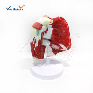 VIC0411 Modèle d'organe supérieur avec muscles profonds, Modèle médical humain - Product Image 1