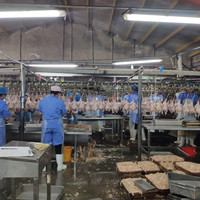Abattage de volailles halal outils usagés couteaux choc poulailler équipement d'abattoir avec emballage