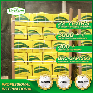 Jahe Kering Baru untuk Grosir Jahe Kering dalam Jumlah Besar Jahe Cina Segar untuk Dijual Harga Rendah - Product Image 6