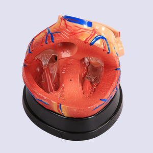 Modelo de corazón humano de PVC con aumento 5X de grado médico, 3 piezas magnéticas desmontables, modelo de corazón para enseñanza y entrenamiento médico - Product Image 2