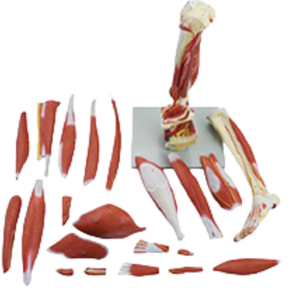 Modèle anatomique ADA A333 de haute qualité des muscles de la jambe humaine, taille réelle, 23 parties, pour étudiants en médecine, Shanghai - Product Image 4