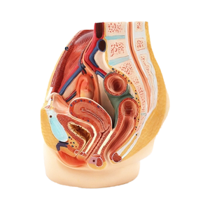 Modèle anatomique grandeur nature du système urinaire et génital masculin en PVC, aide pédagogique pour l'enseignement de l'anatomie, sciences médicales - Product Image 4