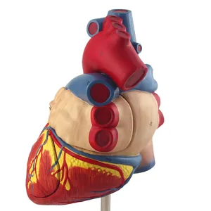 Sciedu Vergroot Menselijk Hart Anatomie Model Pvc Materiaal Anatomie Model Menselijk Lichaam