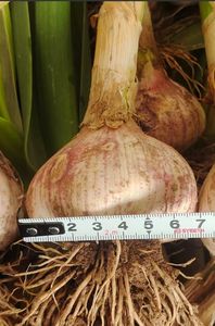 Pabrik langsung pupuk cair organik rumput laut polipidase penambah pertumbuhan tanaman perangsang <span class=keywords><strong>Bio</strong></span> meningkatkan bunga - Product Image 5