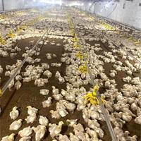 Équipement d'élevage de poulets de chair à prix d'usine, très vendu, pour la conception de poulaillers