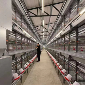 Nieuwe complete automatische legkippenhouderij-apparatuur, batterijkooien, automatische eierenverzamelmachine, automatische mestreinigingsband - Product Image 1