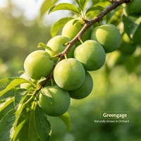 Natuurlijk groene pruimenconcentraat vloeibare smaakextract fabriekslevering Clean Label geen kunstmatige toevoegingen voor dranken en voedsel