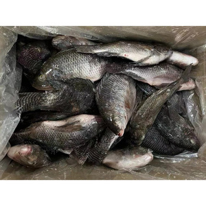 2025 mới được Trung Quốc xuất khẩu Đông lạnh trắng cá rô phi En gros 800 + đông lạnh ánh sáng màu đen cá rô phi cá rô phi giá bán buôn - Product Image 2