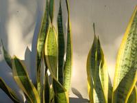 Plante de Sansevieria authentique de qualité supérieure, faible entretien, purificateur d'air, feuillage d'intérieur, verdure fraîche, Botani Seed Indonésie