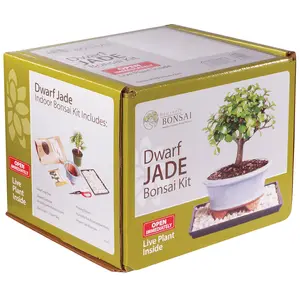 Dwarf Jade Bonsai Starter Kit Japanese Bonsai Tools Garden Bonsai Tools Mini Planting Kit