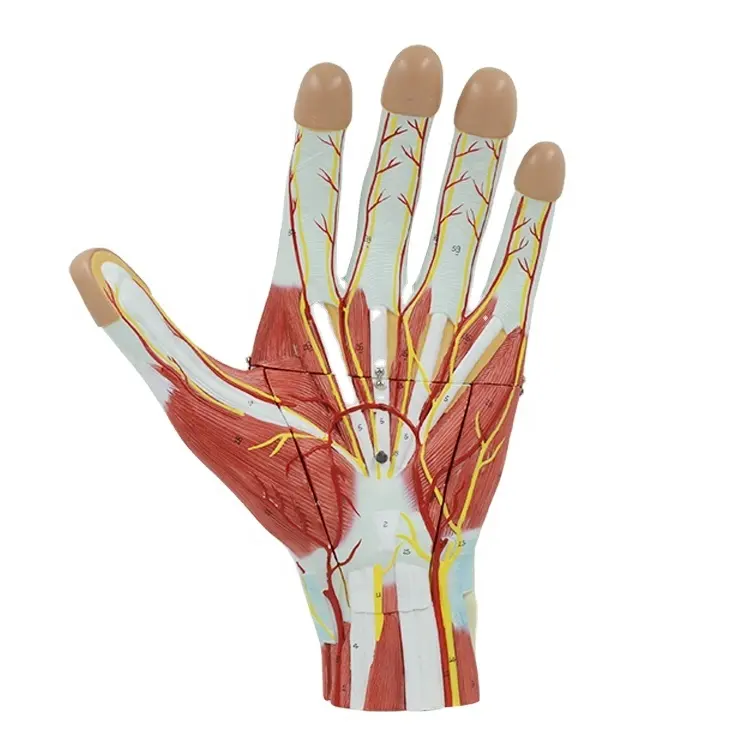 PNT-0342 vergrößerte menschliche Hand muskel anatomisches Modell Blutgefäß und Nerven