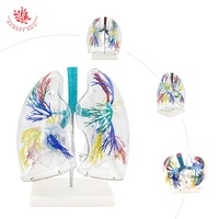 Modèle de poumons gonflables éducatifs avec tube pulmonaire, modèle de segment pulmonaire transparent agrandi, sciences médicales