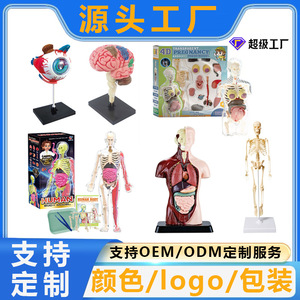 แบบจำลองกายวิภาคสมอง 4 มิติ 32 ส่วนของเล่นเพื่อการศึกษาพลาสติกสำหรับเด็กชุดการเรียนรู้วิทยาศาสตร์ - Product Image 5