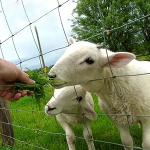 Clôture tissée en fil galvanisé pour bétail/mouton/chèvre, 3m de haut pour stock en direct