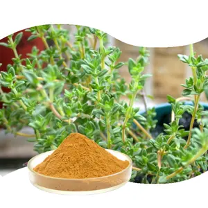 Top Quality 100% Natural Plant Thyme Leaf Extract Powder Food Grade Thymol Thyme Extract