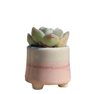 Pot de fleurs créatif arc-en-ciel, style <span class=keywords><strong>urbain</strong></span> minimaliste, moderne et simple, pour plantes succulentes, idéal pour Instagram, <span class=keywords><strong>petit</strong></span> bureau, balcon, jardinage, décoration intérieure - Product Image 5