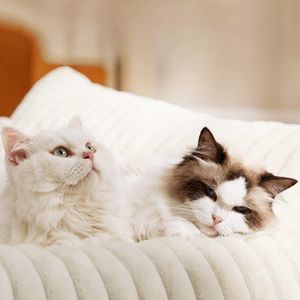 Лидер продаж, четырехсезонная большая кровать для собак с теплой подушкой для собак и кошек - Product Image 2